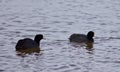 Beautiful postcard with two amazing american coots in the lake