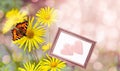 A beautiful postcard with a yellow daisy, a butterfly and pink chocolate hearts in a frame. Selective focus Royalty Free Stock Photo