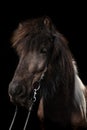 Poster portrait of a dark Icelandic horse on black Royalty Free Stock Photo