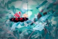 Beautiful postman butterfly selective soft focus nature image