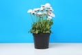 Beautiful potted daisy flower on white table against light blue background Royalty Free Stock Photo