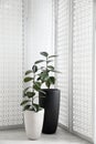 Beautiful potted ficus plants near folding screen Royalty Free Stock Photo