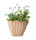 Beautiful potted Forget-me-not flowers in basket on white background Royalty Free Stock Photo