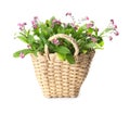 Beautiful potted Forget-me-not flowers in basket on white background Royalty Free Stock Photo