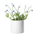 Beautiful potted Forget-me-not flowers on white background Royalty Free Stock Photo