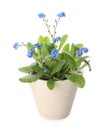 Beautiful potted Forget-me-not flowers on white background Royalty Free Stock Photo