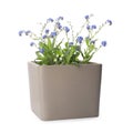 Beautiful potted Forget-me-not flowers on white background Royalty Free Stock Photo