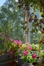 Beautiful potted garden in small balcony in the city. Colorful petunias, climb cobaea and other plants grow in containers
