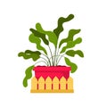 Beautiful potted home plant with decorative fence. Vector illustration. Trendy house decor icon.