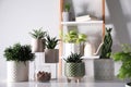 Beautiful potted houseplants on white table indoors Royalty Free Stock Photo