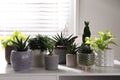 Beautiful potted houseplants on white table indoors Royalty Free Stock Photo