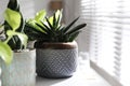 Beautiful potted houseplants on window sill indoors