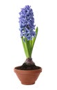 Beautiful potted hyacinth flower isolated on white