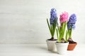 Beautiful potted hyacinth flowers on white wooden table. Space for text