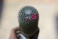 A beautiful potted mammillaria cactus in hand Royalty Free Stock Photo