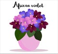 Beautiful potted multicoloral African Violet flower potted in pink flower pot. With lettering name. Cozy, ambient element for