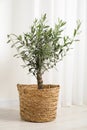 Beautiful potted olive tree on floor indoors Royalty Free Stock Photo