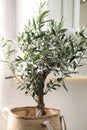 Beautiful potted olive tree near cupboard indoors Royalty Free Stock Photo