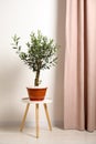 Beautiful potted olive tree on stool indoors Royalty Free Stock Photo