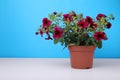Beautiful potted petunia flower on white table against light blue background. Space for text