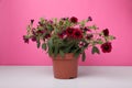 Beautiful potted petunia flower on white table against pink background