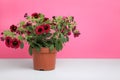 Beautiful potted petunia flower on white table against pink background. Space for text