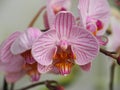 Beautiful pink orchid with a yellow middle Royalty Free Stock Photo