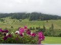 Beautiful potted pink and white geranium flowers on a balcony overlooking a valley in Neustift im Stubaital in Tirol