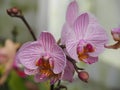 Beautiful orchid close up Royalty Free Stock Photo