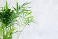 Potted plant Chamaedorea elegans near gray concrete wall. Royalty Free Stock Photo