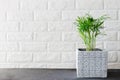 Potted plant Chamaedorea elegans near white brick wall. Royalty Free Stock Photo