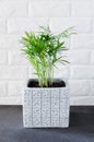 Potted plant Chamaedorea elegans near white brick wall Royalty Free Stock Photo