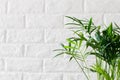 Potted plant Chamaedorea elegans near white brick wall Royalty Free Stock Photo