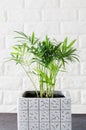 Potted plant Chamaedorea elegans near white brick wall Royalty Free Stock Photo