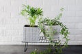 Potted plants Chamaedorea elegans and ivy near white brick wall. Royalty Free Stock Photo