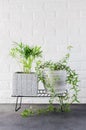 Potted plants Chamaedorea elegans and ivy near white brick wall. Royalty Free Stock Photo