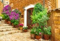 Beautiful potted plants flowers in Fornalutx village, Majorca Royalty Free Stock Photo