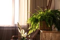 Beautiful potted plants near window indoors. Interior design idea Royalty Free Stock Photo