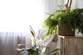 Beautiful potted plants near window indoors. Interior design idea Royalty Free Stock Photo