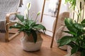 Beautiful potted plants in room interior. Design elements