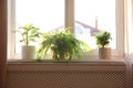 Beautiful potted plants on window sill