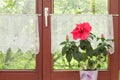 Beautiful potted red Hibiscus flower on window sill
