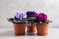 Beautiful potted violets on light grey table. Plants for house decor