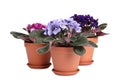 Beautiful potted violets on white background. Plants for house decor