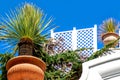 Beautiful potted yucca palm in Capri town, Italy