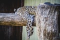 Beautiful and powerful white leopard resting in the sun