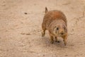 A beautiful prairie dog Cynomys ludovicianus