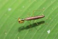 Beautiful Praying Mantis Royalty Free Stock Photo