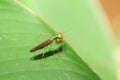 Beautiful Praying Mantis Royalty Free Stock Photo