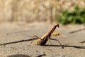 A beautiful praying mantis that basks in the sun and pretends to be invisible.... Royalty Free Stock Photo